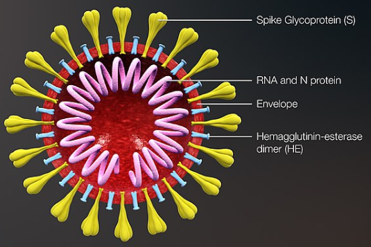 Cross-sectional representation in 2D of the coronavirus in 3D